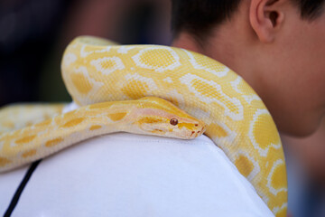 A royal albino python on the neck of a teenage boy. A fragment with an emphasis on the head of a...