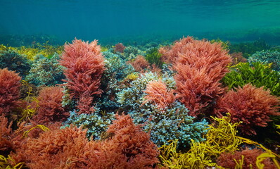 Fototapeta na wymiar Algae colors underwater in the ocean, Atlantic seaweeds, natural scene, Spain