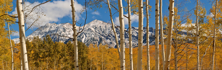 Owen Through the Aspens