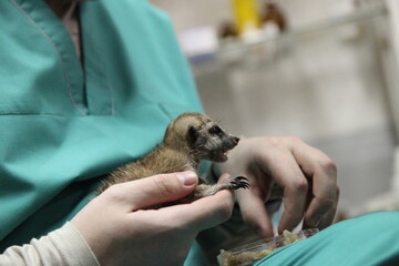 Close-up of manual feeding. A veterinarian feeds a baby meerkat, which the mother refused.