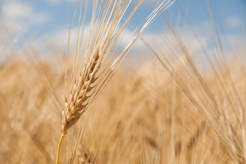 Ripe ears of wheat in a field on a blurred background.