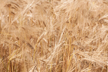 Ripe ears of wheat in a field on a blurred background.