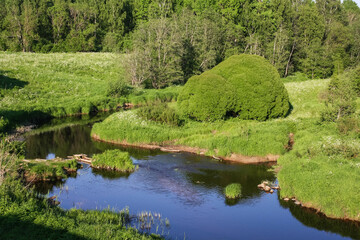Fototapeta premium Lowland forest river in Central Russia, solar lighting