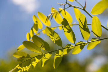 Obraz premium Branch in the sun. Photo as a background.