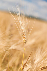 Fototapeta premium Ripe ears of wheat in a field on a blurred background.