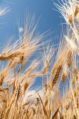 Ripe ears of wheat in a field on a blurred background.