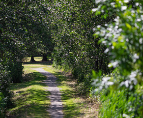 Footpath in green forest, summer time