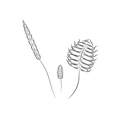 Three spikelets icon. Vector schematic image of deformed, different shaped spikelets.