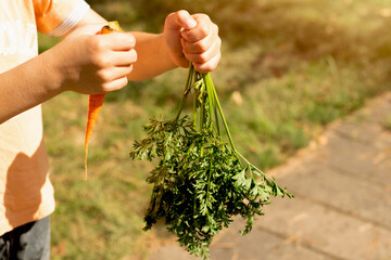 In the frame, part of a boy holding fresh carrots with tops in his hand against the background of green leaves on a bright sunny summer day in the village. The concept of  healthy food.