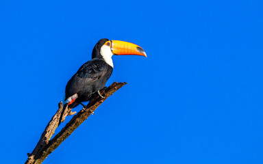 Large toucans in their natural habitat. Taken in the Iguazu Falls on 2022