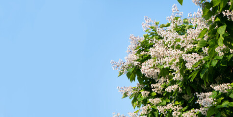 Tree flowers and leaves with copy space, catalpa tree flowering. Tree on blue sky background, horizontal banner
