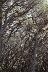 Tomboli nature reservat