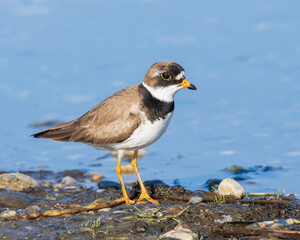 Semipalmated Plover Closeup in Alaska