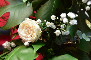 Rosa blanca