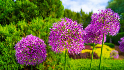 Obraz premium flowers in the garden