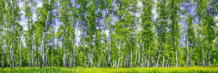 Fototapeten Birch grove on a sunny summer day, landscape banner, huge panorama © rustamank
