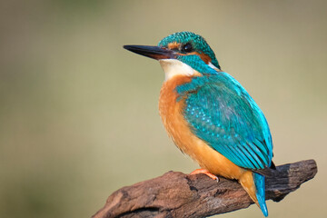 Kingfisher_1