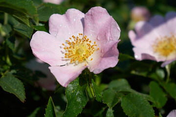Obraz premium A beautiful flower with raindrops among green leaves taken close-up