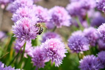 A bee sitting on a beautiful pink color taken in close-up
