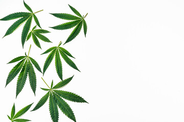 Green leaves of hemp cannabis plant on white. Copy space. Medical and Recreational Use of Marijuana