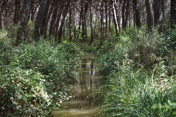 Obraz premium Italy,Tomboli, Nature reservat, Marina di Cecina, Pine tree, Forest