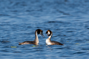 Crested grebe swims on the lake in a field of white water lilies