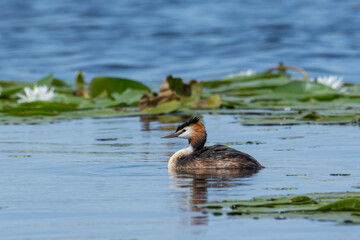 Crested grebe swims on the lake in a field of white water lilies