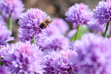Beautiful photo with a bee pollinating flowers
