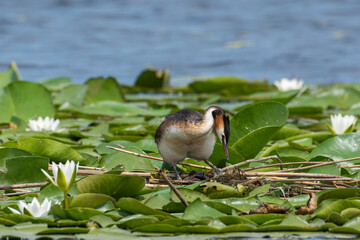 Crested grebe on the nest in white water lilies