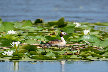 Crested grebe on the nest in white water lilies