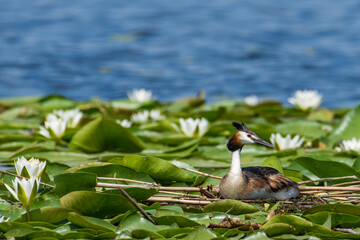 Crested grebe on the nest in white water lilies