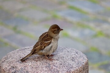 Little sparrow sitting on top of a granite pilar, background - blurred cobblestones