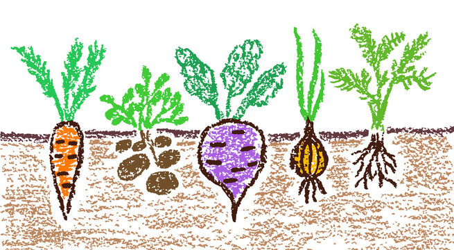 Garden Vegetables Banner. Growing Ground Root Veggies. Carrot, Potatoes, Beet, Onion Set. Hand Drawn Doodle Funny Healthy Food. Crayon, Pastel Chalk Or Pencil Kids Art Vector Simple Style Background