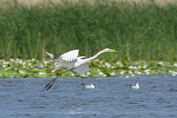 Crested grebe swims on the lake in a field of white water lilies