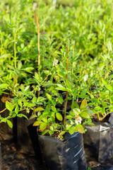 Two years old, growing seedlings (plants, shrub) of garden blueberries in pots. Vertical plane. Farming (agriculture, gardening, horticulture, nursery-garden) concept.