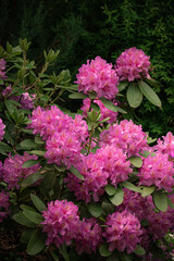 Blooming rhododendron grandiflora in the garden, lush pink flowers against dark greenery