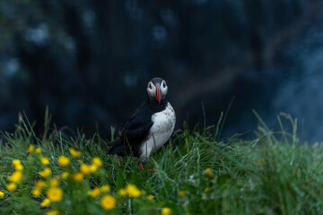 Atlantic puffin at their breeding place Latrabjarg, Iceland
