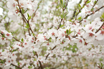 .Blooming tree.