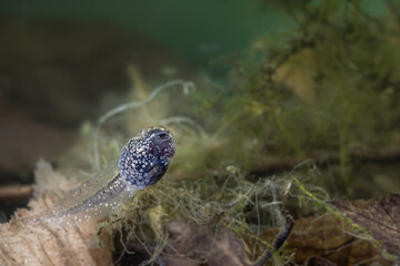 A tadpole of the grass frog seems to smile at you with his cute mouth, Rana temporaria