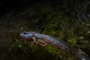 A tadpole of the grass frog with arms and legs on the bottom of the pond, Rana temporaria