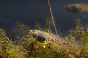 Tadpoles of the grass frog on tour through the pond, Rana temporaria