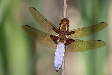 A beautiful dragonfly with blue flat belly sits on a flower stalk in a meadow in April, Libellula depressa