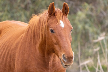 Obraz premium Arabian horses in the meadow 