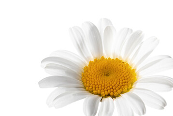 Close up of a daisy blossom flower isolated on white background, Leucanthemum