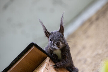 Relaxed, a curious dark brown Red Squirrel is watching you, sciurus vulgaris