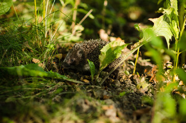 Fototapeta na wymiar beautiful little hedgehog in the forest at the edge