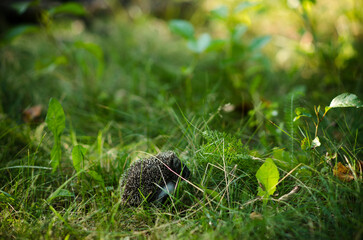 beautiful little hedgehog in the forest at the edge