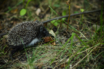 beautiful little hedgehog in the forest at the edge