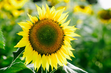 Fields of sunflowers in August