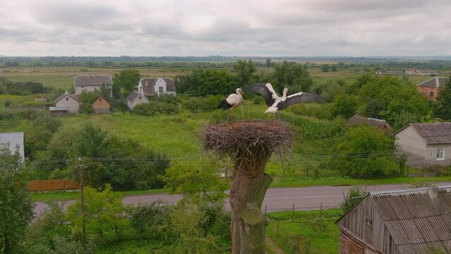 White stork stands in a nest on tree. Summer landscape. Two storks in nest against background of the blue sky, hatching eggs, Ukrainian birds. Stork returns to its nests in spring months